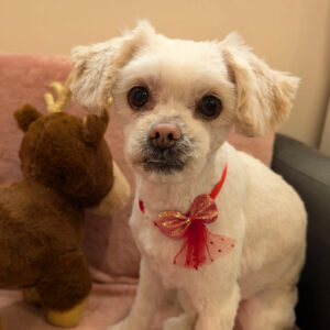 Happy dog after grooming